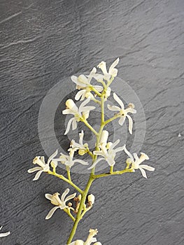 Neem flowers displayed Very nice in black background .