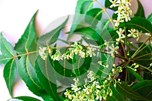 neem flowers and leaves on isolated white background, selective focus on neem flower and leaves, ayurvedic herbs