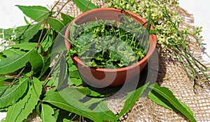neem flowers and leaves with nim paste on white background,Neem leaves used as ayurvedic medicine with ground paste over white