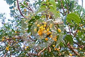 Neem fruit on tree with leaf on nature background. A leaves of neem tree and fruits growing natural medicinal. Azadirachta