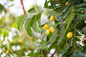 Neem fruit on tree with leaf on nature background. A leaves of neem tree and fruits growing natural medicinal. Azadirachta