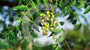 Neem fruit on tree with leaf on nature background. A leaves of neem tree and fruits growing natural medicinal. Azadirachta indica,