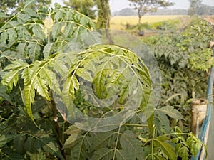 Neem leaf