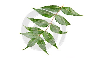 Neem leaf