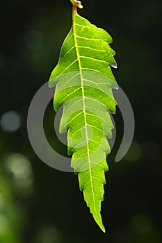 Neem leaf