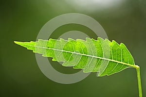 Neem leaf