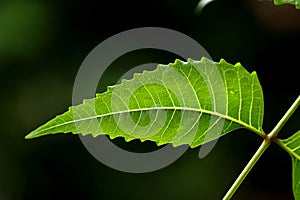 Neem leaf-Azadirachta indica photo