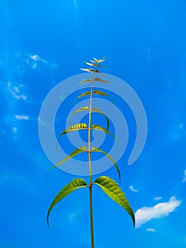 Neem leaf on the background of blue sky