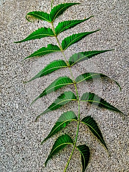 Neem leaf background texture