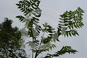 Neem leaf click on evening time