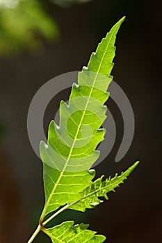 Neem leaf in dark background