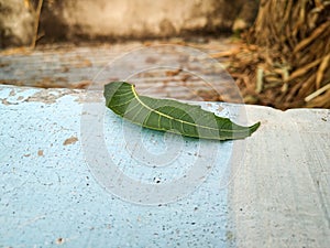 Neem leaf on the ground