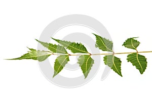 Neem leaf isolated