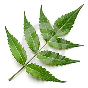 Neem Leaf Isolated on White Background