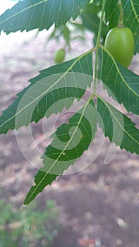 Neem leaf