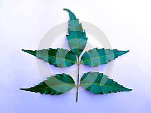 Neem leaf paper on white background
