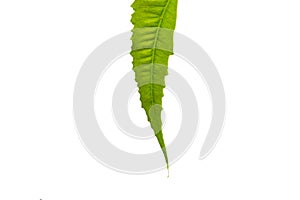 Neem leaf on white background