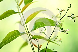 Neem leaves