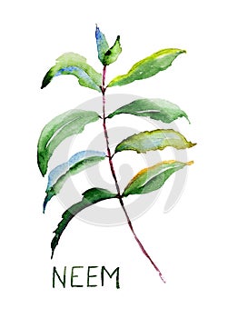 Neem leaves