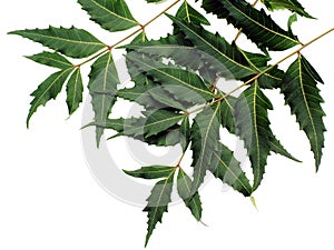 Neem Leaves