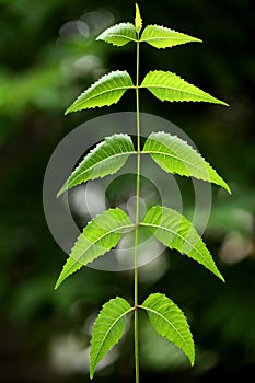 Neem leaves-Azadirachta indica