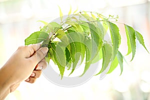 Neem leaves-Azadirachta indica