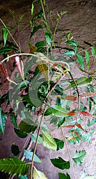 Neem leaves close up