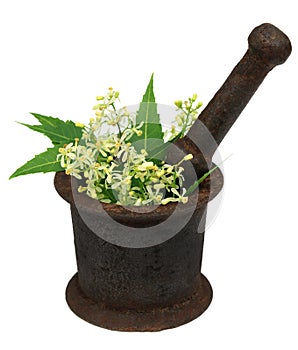 Neem leaves and flower on a vintage mortar