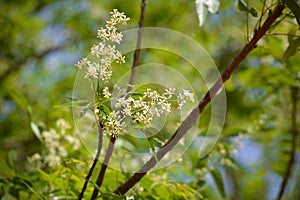 Neem leaves and flowers.