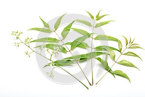 Neem leaves and flowers