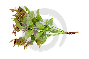 Neem leaves and flowers