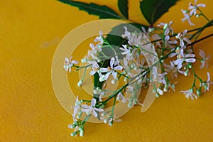 neem leaves and flowers close up view, nim beautiful view selective focus, medicinal tree leaves - flower, ayurvedic herbs neem