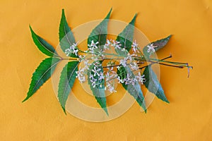 neem leaves and flowers close up view, nim beautiful view selective focus, medicinal tree leaves - flower, ayurvedic herbs neem