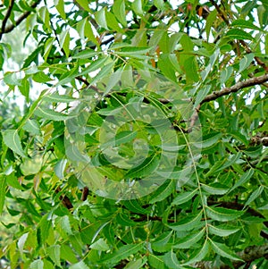 Neem leaves green herbs not testy