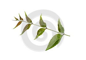 Neem leaves isolated