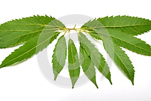 Neem leaves isolated on white background