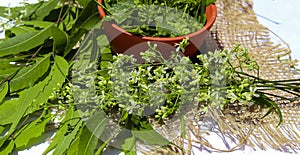 neem leaves paste and flowers on white background, Neem leaves with neem flowers and neem sticks.,selective focus