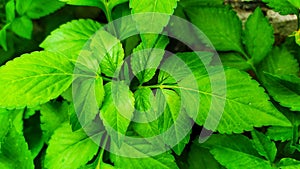 Neem leaves in the rice fields in the morning