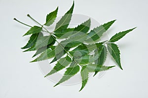 Neem leaves used as ayurvedic medicine with ground paste