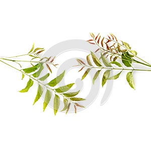 Neem leaves used as ayurvedic medicine with ground paste over white background, Used in skin care, beauty products and creams.