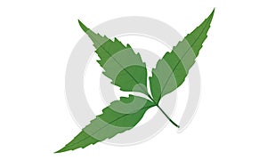 Neem leaves vector illustration neam tree