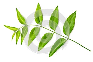 Neem leaves on white background. Medicinal neem leaf.herb.green leef.