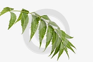 Neem (Margosa) leaves