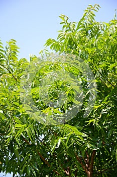 Neem plan tree in gardenagriculture, aristha, ayurvedic, azadirachta, azadirachta indica, branch, cosmetics, foliage, fresh