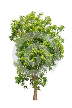 Neem plant (Azadirachta indica) tree isolated on white photo