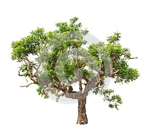 Neem plant (Azadirachta indica), tropical tree