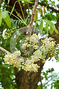 Neem plant flower