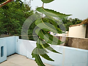 Neem plant leaf nearest view from the top