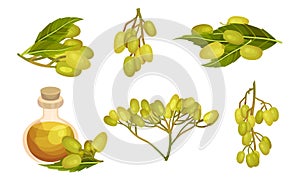 Neem Plant with Leafy Branches and Fruits Vector Set