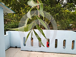 Neem plant leave reverse view